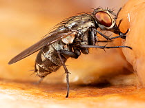 House fly (Muscidae sp.) feeding from earthworm (Lumbricidae sp.), Philadelphia, Pennsylvania, USA. June.