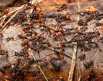 Army ant (Eciton burchellii) emigration column, La Selva Biological Station, Costa Rica.