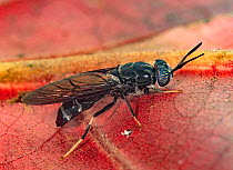 Black soldier fly (Hermetia illucens) on dead leaves, La Selva Biological Station, Costa Rica.