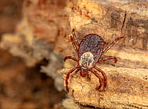 American dog tick (Dermacentor variabilis), vector for Tularemia and Rocky Mountain Spotted Fever, on wood, Montgomery County, Pennsylvania, USA. June.