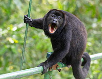 Male Mantled howler monkey (Alouatta palliata) on foot bridge, La Selva Biological Station, Costa Rica.