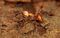 Major Army ant (Eciton burchellii), La Selva Biological Station, Costa Rica.