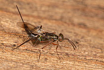 Parasitic wasp (Metapelma spectabile), Philadelphia, Pennsylvania, USA. August.