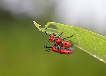 Red milkweed beetle (Tetraopes tetrophthalmus) mating on Common milkweed (Asclepias syriaca), Pennsylvania, Philadelphia, USA. July.