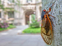 Periodical cicada (Magicicada septendecim) on tree bark at Princeton University campus, New Jersey, USA. June 2021