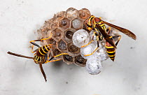 Guinea paper wasp (Polistes exclamans) feeding larvae at nest on wall, Philadelphia, Pennsylvania, USA. August.