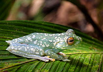 Red-webbed treefrog (Hypsiboas rufitelus) on leaf, La Selva Biological Station, Costa Rica.
