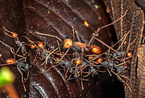Submajor Army ant (Eciton burchellii) crossing ant bridge, La Selva Biological Station, Costa Rica.