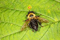 Bumblebee mimic robber fly (Laphria thoracica) resembles and sounds like a bumblebee, Montgomery County, Philadelphia, USA. July.