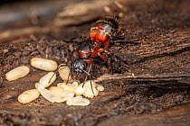 Red carpenter ant (Camponotus chromaiodes) queen with eggs, larvae and pupae starting nest in log, Pennsylvania, USA. July.