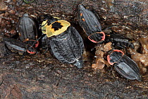 Yellow American carrion beetle (Necrophila americana) and Margined carrion beetle (Oiceoptoma noveboracense) feeding on part of dead turkey vulture, Montgomery County, Pennsylvania, USA. June.