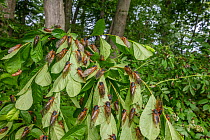 Periodical cicadas (Magicicada septendecim) over leaves and branches, Princeton, New Jersey, USA. June 2021
