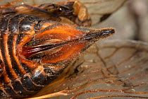 Close up of female Periodical cicada (Magicicada sp.) ovipositor, Philadelphia, Pennsylvania, USA. May 2021