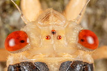 Close up of  teneral Periodical cicada (Magicicada sp.) head with compound eyes and three ocelli,  Philadelphia, Pennsylvania, USA. May  2021