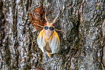 Periodical cicada (Magicicada septendecim) expanding wings during metamorphosis, near old skin, Philadelphia, Pennsylvania, USA. May 2021