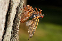 Periodical cicada (Magicicada septendecim), wings up showing sound making orgran timbal, coming out of old skin, Philadelphia, Pennsylvania, USA. May 2021