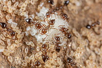 Acrobat ants (Crematogaster sp.) nest with white eggs and cream-colored larvae, Philadelphia, Pennsylvania, USA. May.