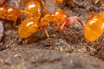 Citronella ants (Lasius sp.) gathering mealybugs beneath a rock to care for them, Philadelphia, Pennsylvania, USA. May.