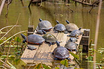 Red-bellied turtle (Pseudemys rubriventris), Painted turtle (Chrysemys picta), Red-eared slider (Trachemys scripta elegans) on basking platform, John Heinz National Wildlife Refuge, Pennsylvania, USA....