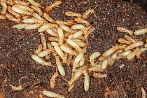 Eastern subterranean termite (Reticulitermes flavipes), mostly nymphs with two soldiers and some workers, Philadelphia, Pennsylvania, USA. April.