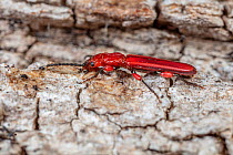 Red flat bark beetle (Cucujus clavipes) on log, Philadelphia, Pennsylvania, USA. March.