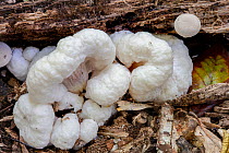 Aborted entoloma (Entoloma abortivum) parasitizing on another fungi (Armillaria sp.), Montgomery, Pennsylvania, USA. October.