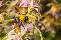Eastern carpenter bee (Xylocopa virginica) on Spotted beebalm (Monarda punctata), New Jersey, USA. September.