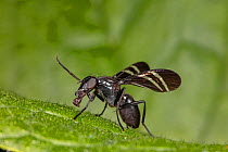 Black onion fly (Tritoxa flexa) on leaf, Philadelphia, Pennsylvania, USA. September.