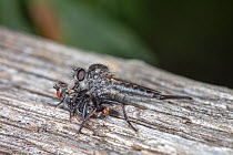 Robber fly (Efferia aestuans) eating Flesh fly (Sarcophagidae sp.), Philadelphia, Pennsylvania, USA. September.