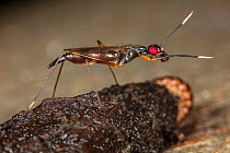 Stilt-legged fly (Rainieria antennaepes) on scat, Montgomery County, Pennsylvania, USA. August.