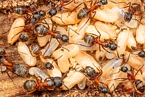 Red carpenter ant (Camponotus chromaiodes) nest, in log, where workers are caring for their larvae and pupae, Montgomery County, Pennsylvania, USA. August.