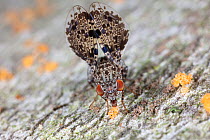 Peacock fly (Callopistromyia annulipes) feeding, Montgomery County, Pennsylvania, USA. August.