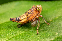 Leafhopper (Jikradia olitoria) nymph parasitized by wasp (Dryinidae sp.) larvae, Philadelphia, Pennsylvania, USA. July.