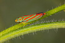 Candy-striped leafhopper (Graphocephala coccinea) excreting honeydew, Montgomery County, Pennsylvania, USA. July.
