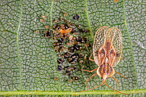 Linden lacebug (Gargaphia tiliae) with eggs, with parasitic fly larvae and mite on eggs, Pennsylvania, USA. June.