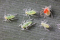 Mealy plum aphids (Hyalopterus pruni) with parasitic mites, New Jersey, USA. June.