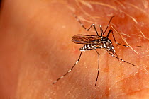Asian tiger mosquito (Aedes albopictus) biting the photographer, Philadelphia, Pennsylvania, USA. June.