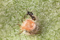 Parasitoid wasp (Pteromalid sp.), a hyperparasitoid, parasitizing parasitoids on aphids, Philadelphia, Pennsylvania, USA. June.