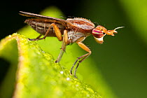 Marsh fly (Limnia sp.) on leaf, Philadelphia, Pennsylvania, USA. June.