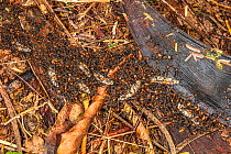 Army ants (Eciton burchellii) carrying their larvae during nocturnal emigration, La Selva Biological Station, Costa Rica.