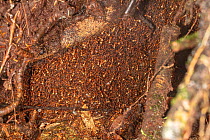 Army ant (Eciton hamatum) bivouac, La Selva Biological Station, Costa Rica.
