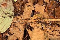 Army ant (Eciton burchellii) carrying Army ant larvae during emigration, La Selva Biological Station, Costa Rica.