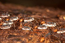 Army ants (Eciton burchellii) carrying Army ant larvae during emigration, La Selva Biological Station, Costa Rica.