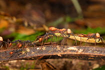 Army ant (Eciton burchellii) submajor with katydid leg returns to the bivouac, La Selva Biological Station, Costa Rica.