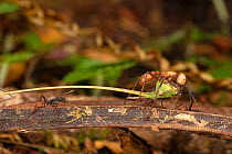 Army ant (Eciton burchellii) submajor with katydid head returns to the bivouac, La Selva Biological Station, Costa Rica.