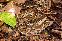 Venomous Fer-de-lance (Bothrops asper) coiled, La Selva Biological Station, Costa Rica.