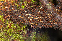 Emigration column of Army ants (Eciton burchellii) with some carrying their pupae, La Selva Biological Station, Costa Rica.