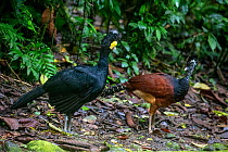 Pair of Great curassow (Crax rubra), La Selva Biological Station, Costa Rica.