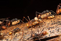 Army ant (Eciton burchellii) carrying their pupae, La Selva Biological Station, Costa Rica.