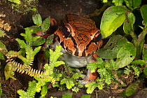 Smoky jungle frog (Leptodactylus pentadactylus) hidden behind mosses, La Selva Biological Station, Costa Rica.